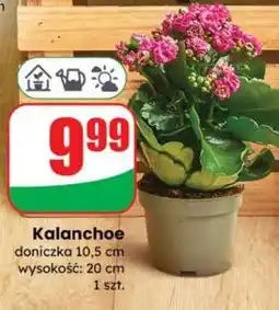 Dino Kalanchoe oferta