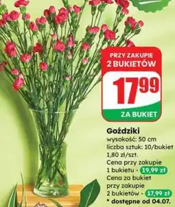 Dino Goździki oferta