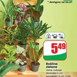 Dino Roślina zielona oferta