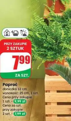 Dino Paproć oferta