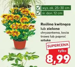 Kaufland Roślina kwitnąca lub zielona oferta