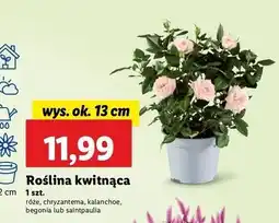Lidl Saintpaulia doniczka śr. 12 cm oferta
