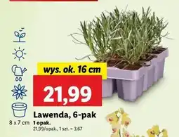 Lidl Lawenda oferta
