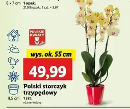 Lidl Storczyk 3-pędowy 55 cm oferta