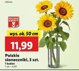 Lidl Słonecznik 50 cm oferta