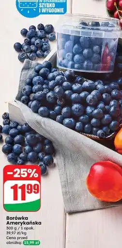 Dino Borówki amerykańskie oferta