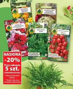 Dino Nasiona seler naciowy jemny Pnos oferta