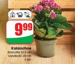 Dino Kalanchoe 10.5 cm oferta