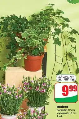 Dino Hedera don. 12 cm oferta