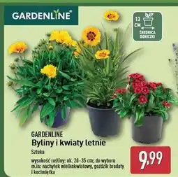 ALDI Kocimiętka Gardenline oferta