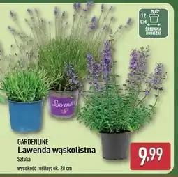 ALDI Lawenda wąskolistna don. 12 cm Gardenline oferta