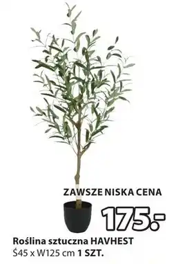 JYSK Sztuczna roślina oferta