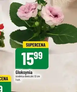 Polomarket Gloksynia oferta