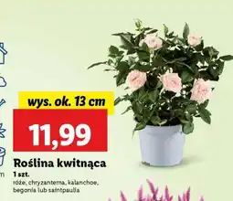 Lidl Roślina kwitnąca oferta