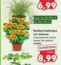 Kaufland Paproć oferta