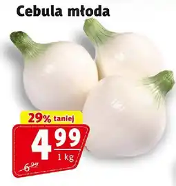 Prim Market Cebula młoda Prim Market oferta