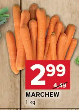 Stokrotka Marchew Stokrotka oferta