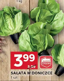 Stokrotka Sałata w doniczce Stokrotka oferta