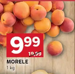 Stokrotka Morele Stokrotka oferta