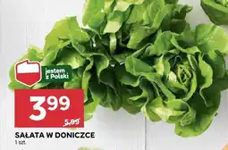 Stokrotka Sałata w doniczce Stokrotka oferta