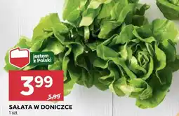 Stokrotka Market Sałata w doniczce oferta