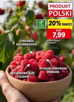 Lidl Polskie maliny z Legsału oferta