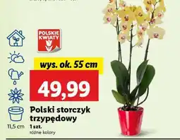 Lidl Polski storczyk trzypędowy oferta