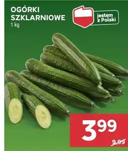 Stokrotka Ogórki szklarniowe Stokrotka oferta