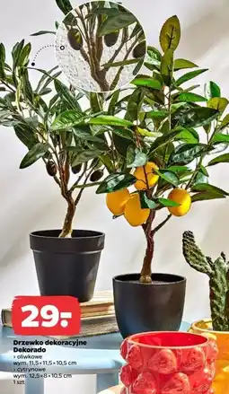 Netto Drzewko dekoracyjne cytrynowe oferta