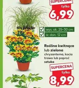 Kaufland Roślina kwitnąca lub zielona oferta