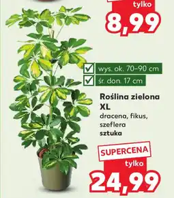 Kaufland Roślina zielona XL oferta