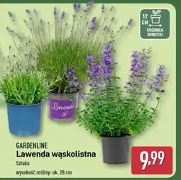 ALDI GARDENLINE Lawenda wąskolistna oferta