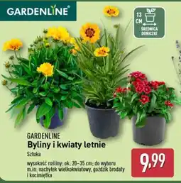 ALDI Gardenline Byliny i kwiaty letnie oferta