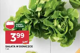 Stokrotka Sałata w doniczce Polski oferta