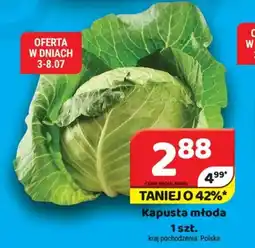 Delfin Kapusta młoda oferta