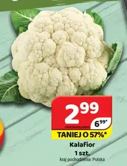 Delfin Kalafior oferta
