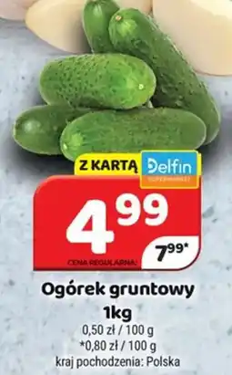 Delfin Ogórek gruntowy oferta