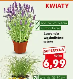 Kaufland Lawenda wąskolistna oferta
