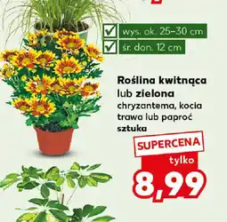 Kaufland Roślina kwitnąca lub zielona oferta