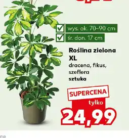 Kaufland Roślina zielona XL oferta