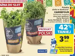 Carrefour Market Zioła w doniczce Carrefour tymianek, oregano oferta