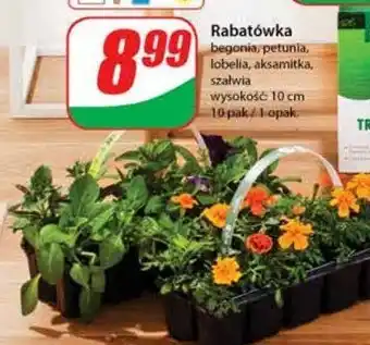 Lidl Lobelia 1 OPAK 10 SZT oferta