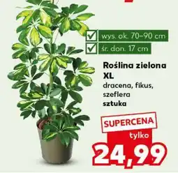 Kaufland Roślina zielona XL oferta