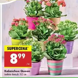 Biedronka Kalanchoe Queen oferta