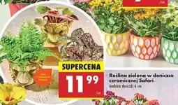 Biedronka Roślina zielona w doniczce ceramicznej Safari oferta