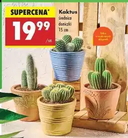 Biedronka KAKTUS oferta