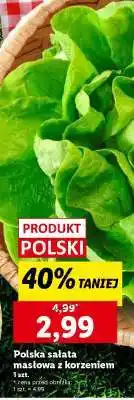 Lidl Polska sałata masłowa z korzeniem oferta