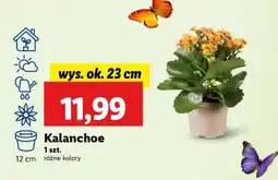 Lidl Kalanchoe oferta