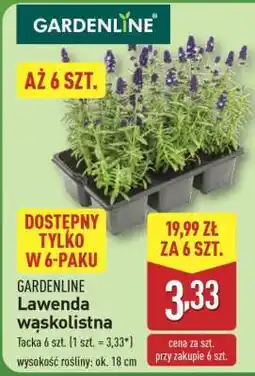 ALDI GARDENLINE Lawenda wąskolistna oferta