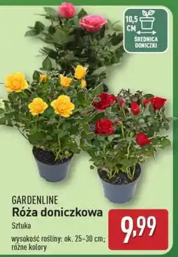 ALDI GARDENLINE Róża doniczkowa oferta